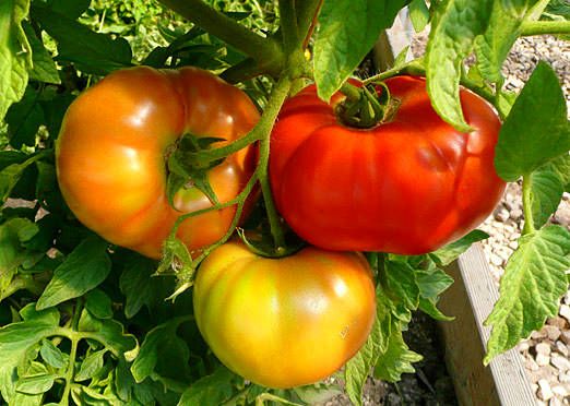 GARDEN ACTIVITY: Vegetable Seed Planting