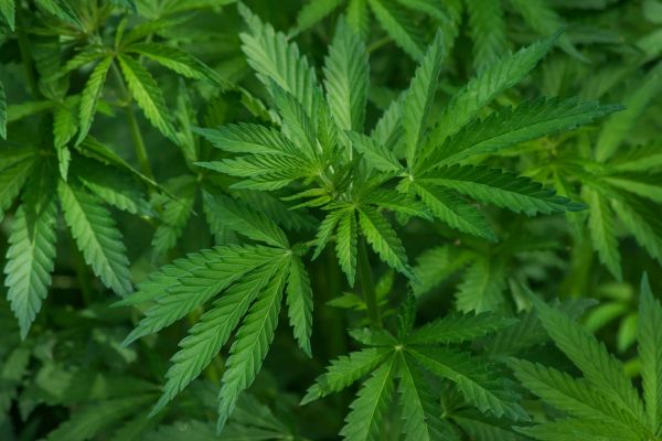 Cannabis: Use, Treatment & Policy