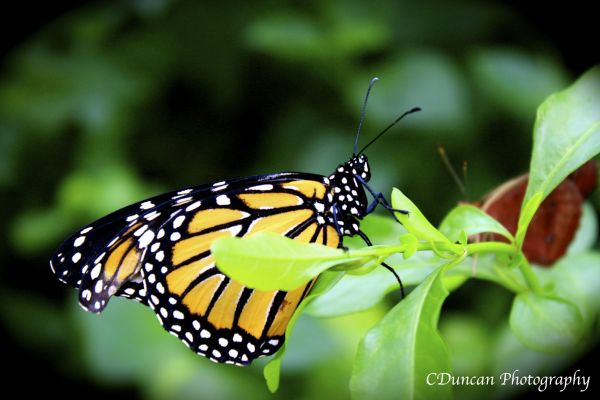 Monarch Butterflies: A Dwindling Species