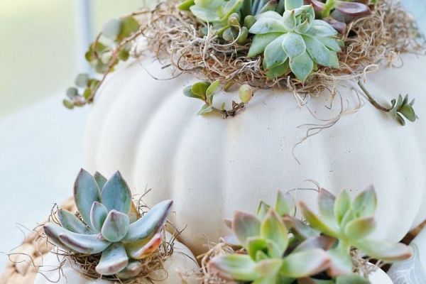 Pumpkin Succulent Centerpiece