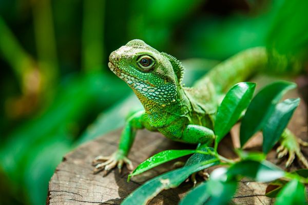 Reptiles and Amphibians
