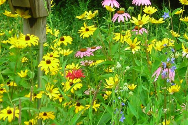 Healthy Plants- Managing Disease in the Garden