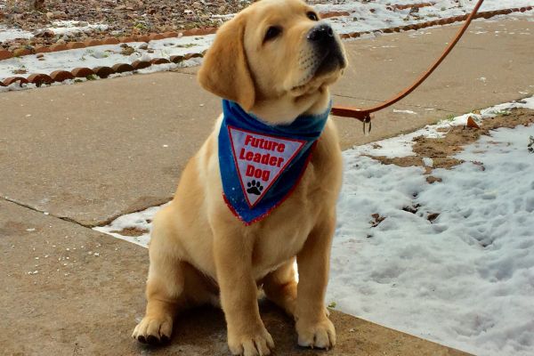 Leader Dogs for the Blind- 80th Anniversary