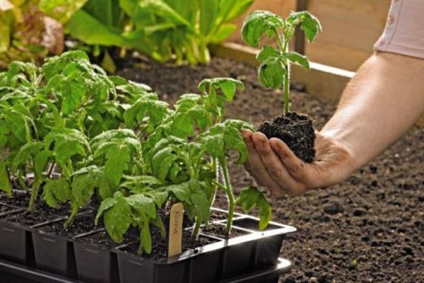 Indoor Outdoor Seed Starting