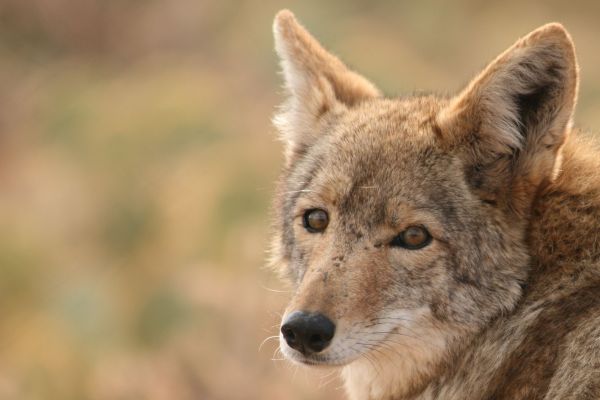 The Coyote - Urban Adapter