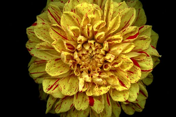 Laurie Tennent Botanicals