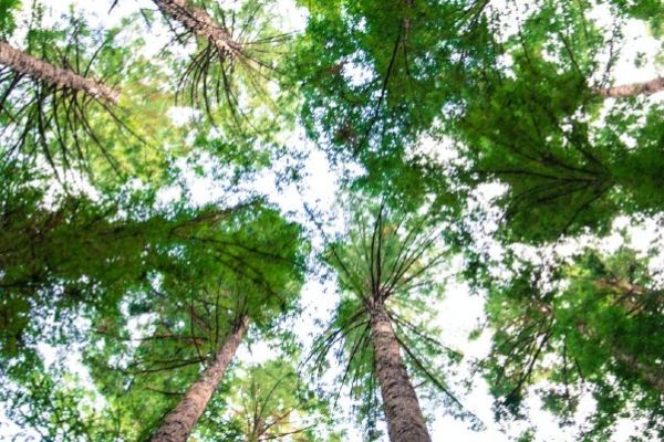 The Nature Conservancy