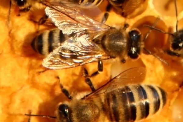 A Year in the Life of a Honey Bee Colony