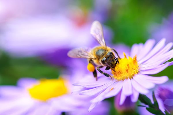 Garden Design with Pollinators in Mind