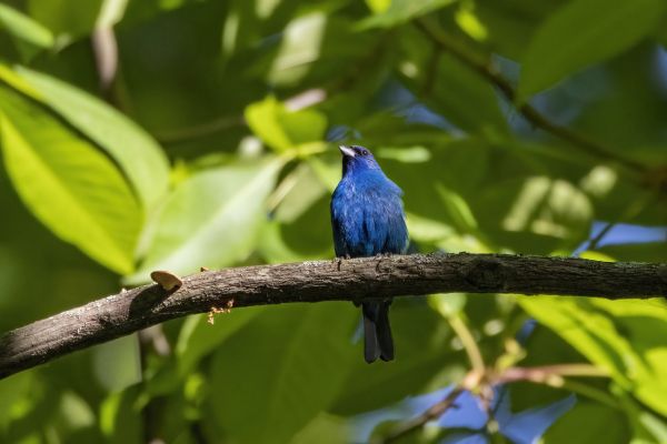 Detroit Bird Alliance