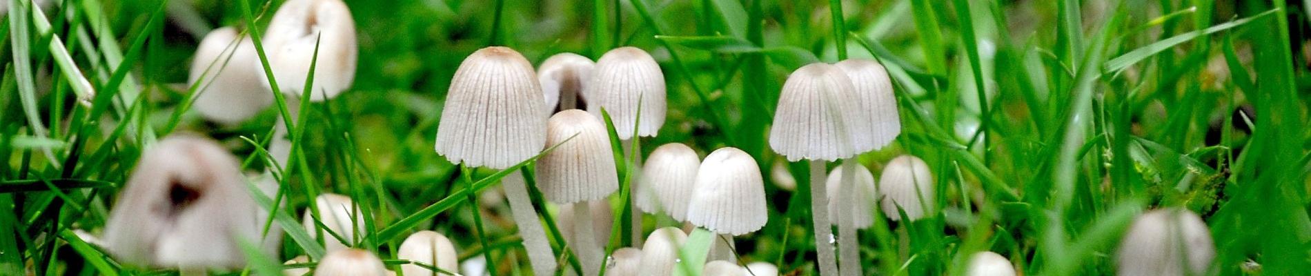 Magic Mushrooms: A Medical Breakthrough or Societal Disaster?