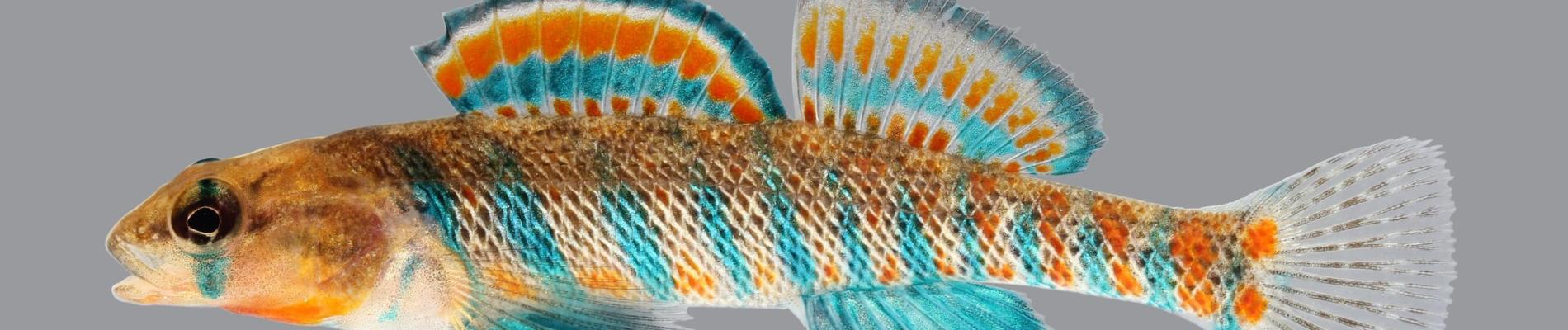 The Surprising Residents of our Local Watershed