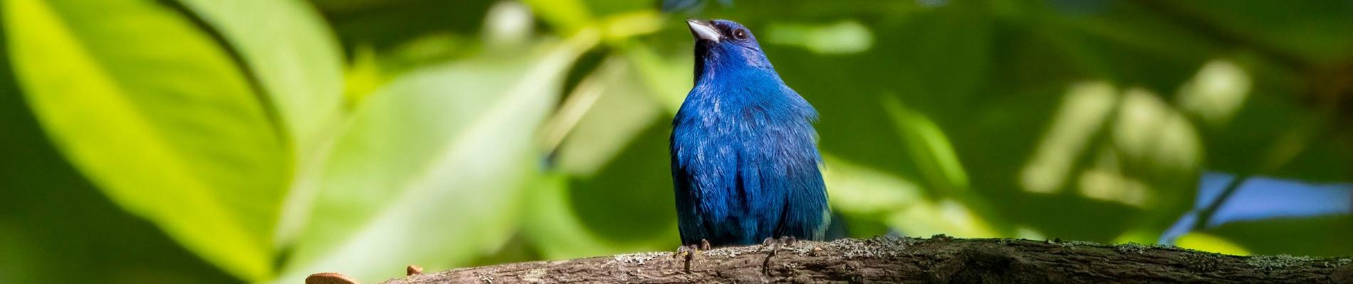 Summer is for the Birds