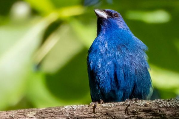 Summer is for the Birds