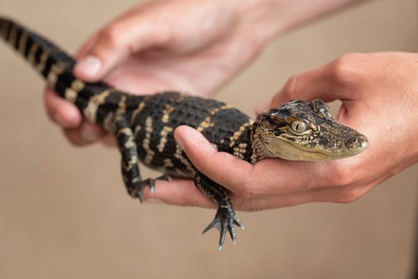 Immersive Live Animal Experience