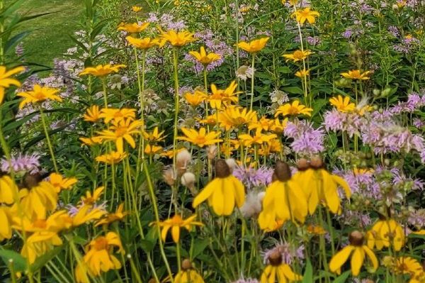 Protecting Nature in the Heart of Birmingham