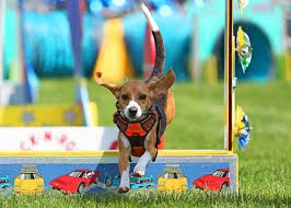 Rock n’ Roll K9’s Performance Team