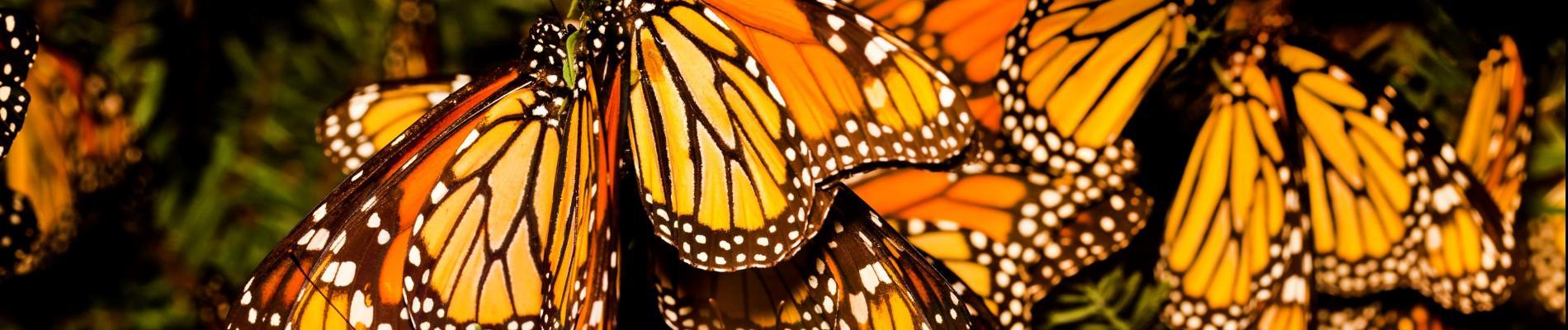 Monarchs - A Dwindling Species