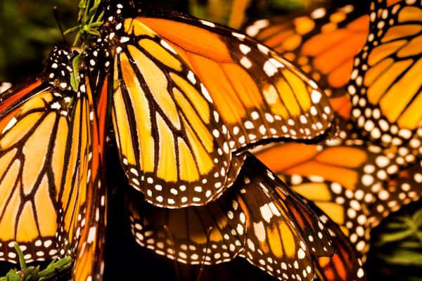 Monarchs - A Dwindling Species