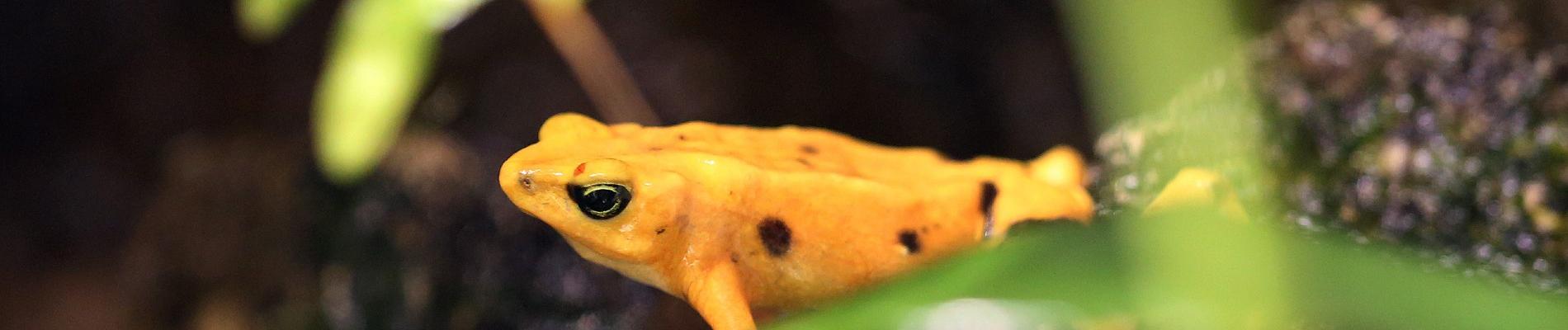Species Survival: Panamanian Golden Frog Program at the Detroit Zoo