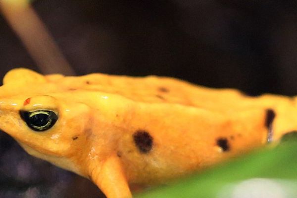 Species Survival: Panamanian Golden Frog Program at the Detroit Zoo
