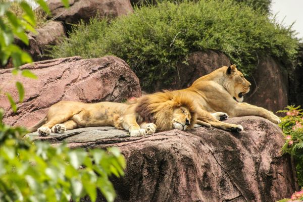 A Day at the Detroit Zoo