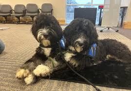 Maple. the Therapy Dog Visits to Next
