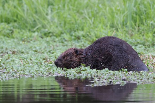 Beavers and the Watershed