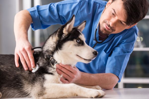Ask the Veterinarians