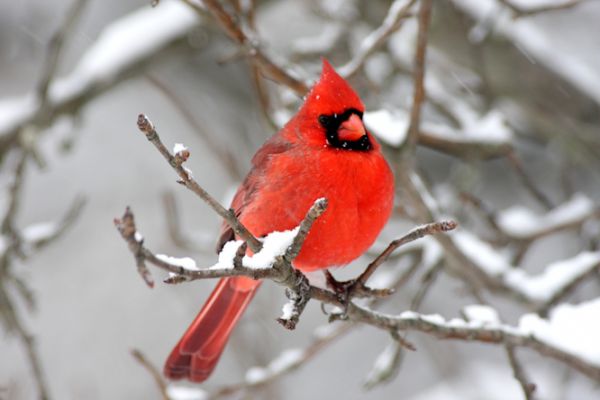 Winter Beauty - Cardinals in a Tree