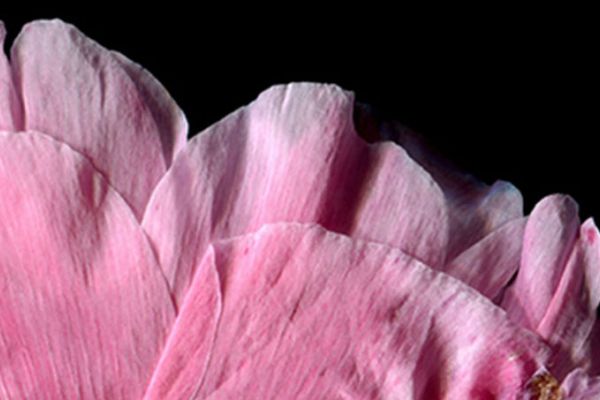 The Artistic Intimacy of Flowers