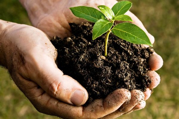 Earth Friendly Gardening with Compost: The Secret is the Soil!