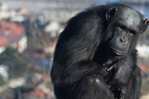 People & Primates